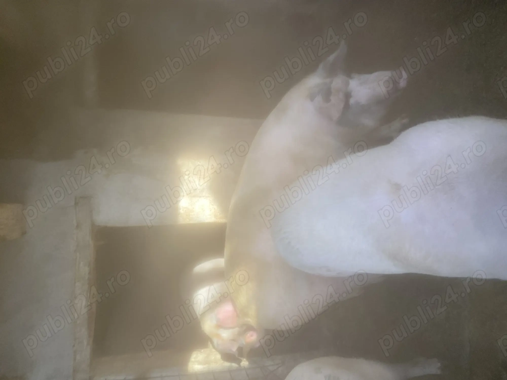 Vand porc de carne landrace