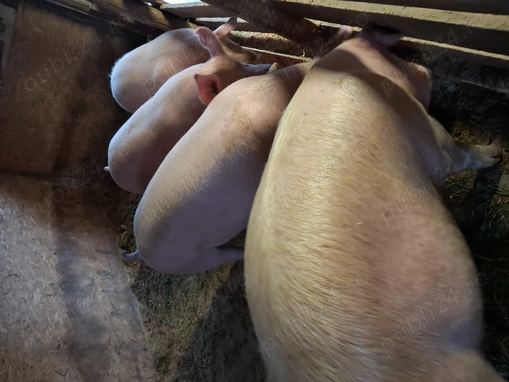 Porci mari si purcei