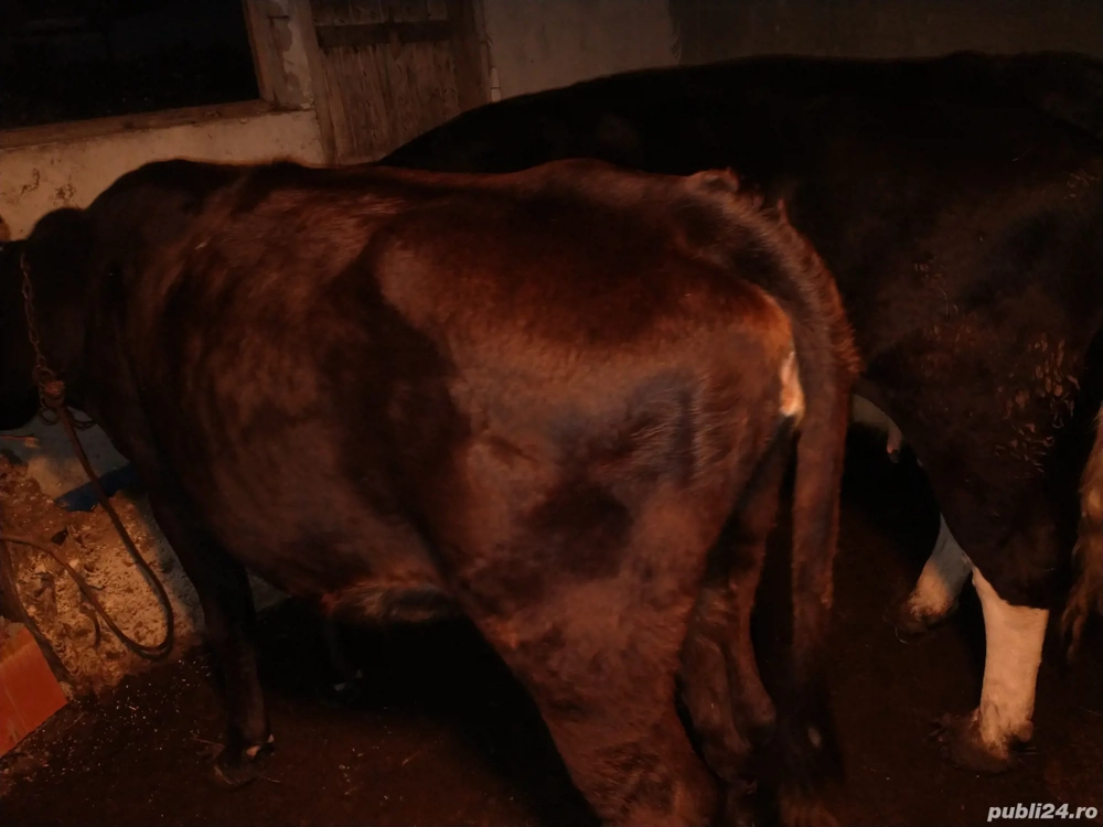 jurinca gestanta in 6 luni 