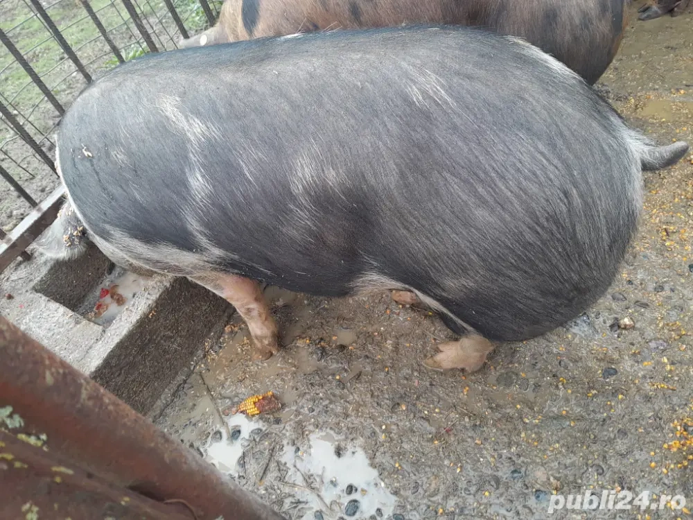 vand porc pt sacrificat