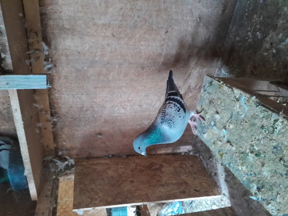 Voiajori standard de zbor 