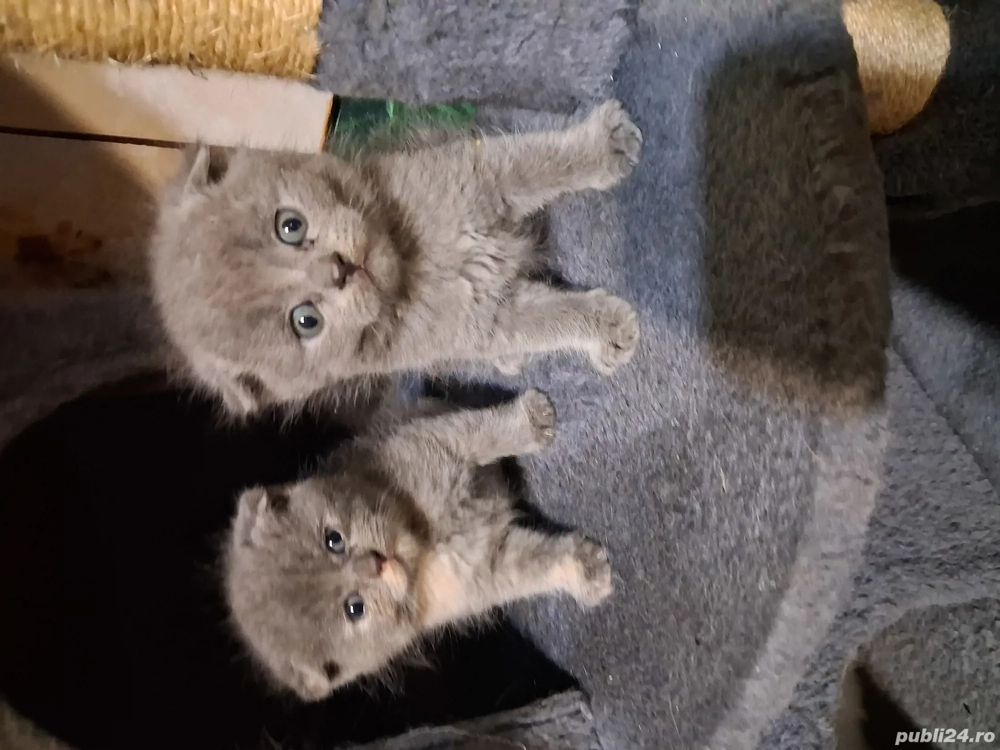 pisici british deparazitati