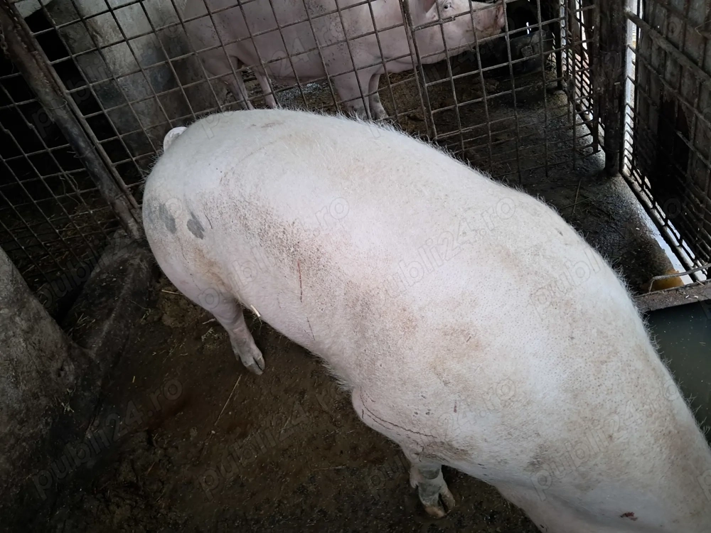 Porc de vânzare, crescut cu mâncare naturală, greutate cca. 170 kg.