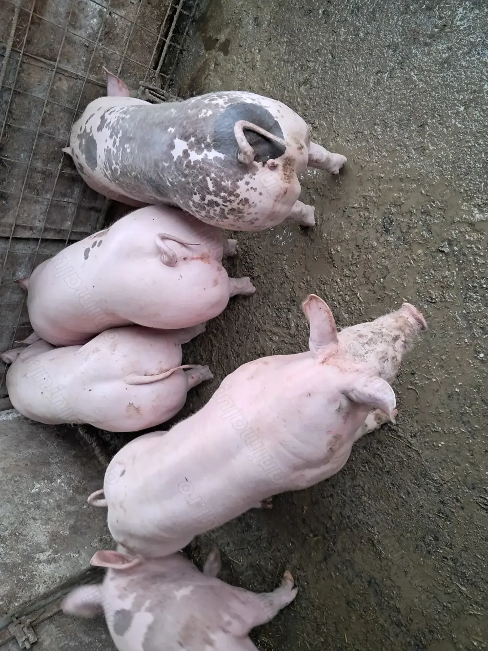 Purcei  ( din imagine ) de vânzare, vârsta  3,5 luni, greutate cca. 50 kg  buc.