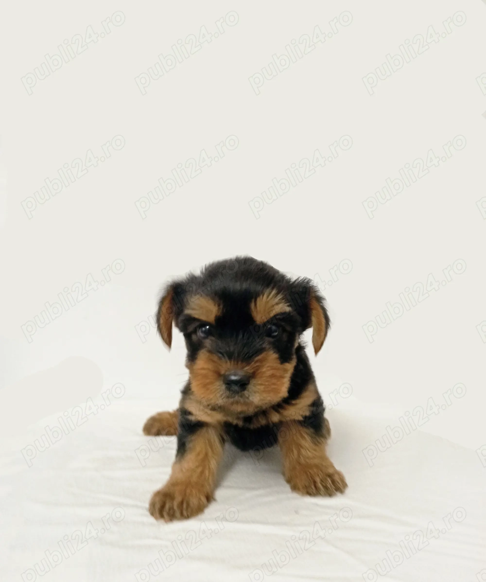 Yorkshire Terrier baiat & fetita