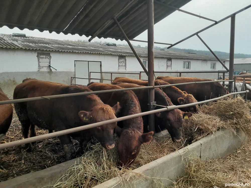 vând  tauras  angus jumătăți sau sferturi 