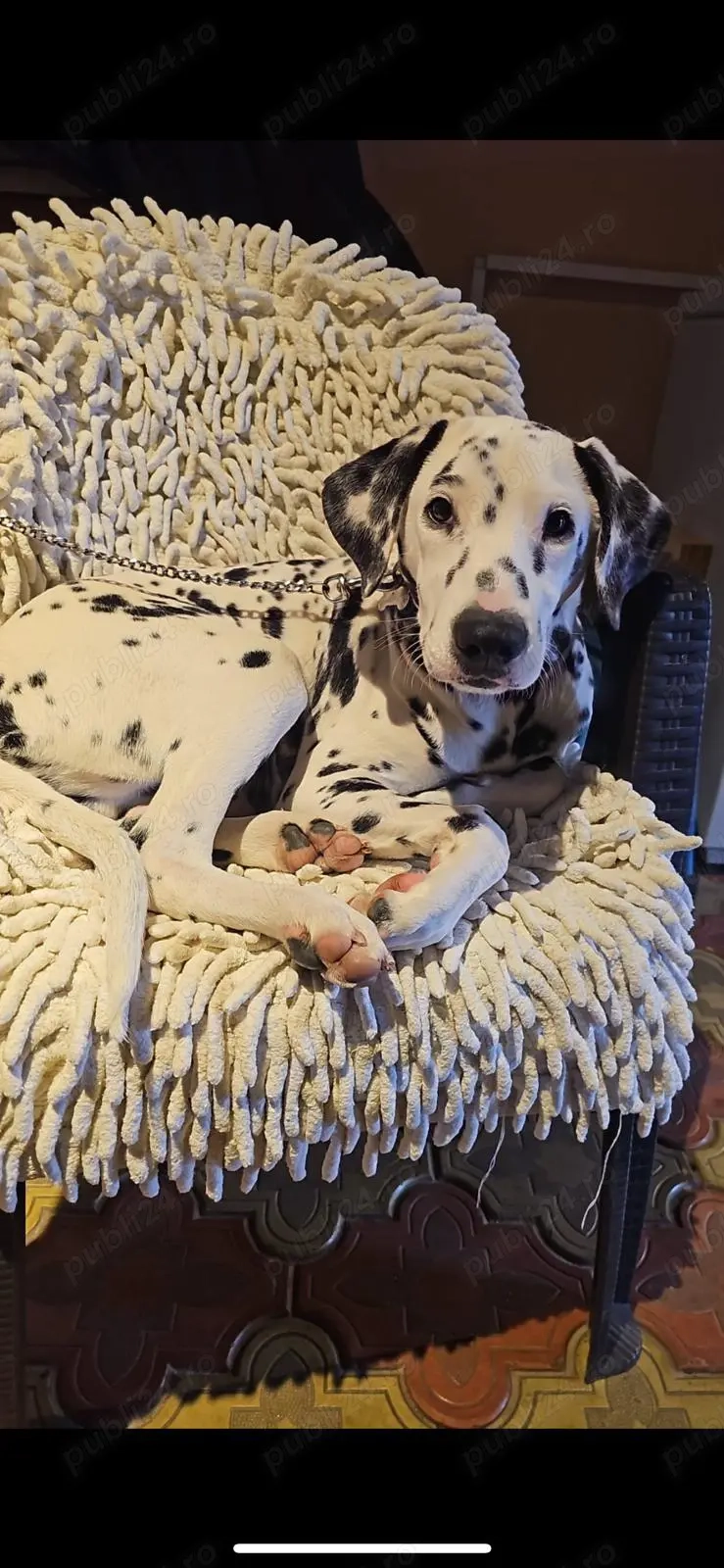 Dalmațian de vânzare 