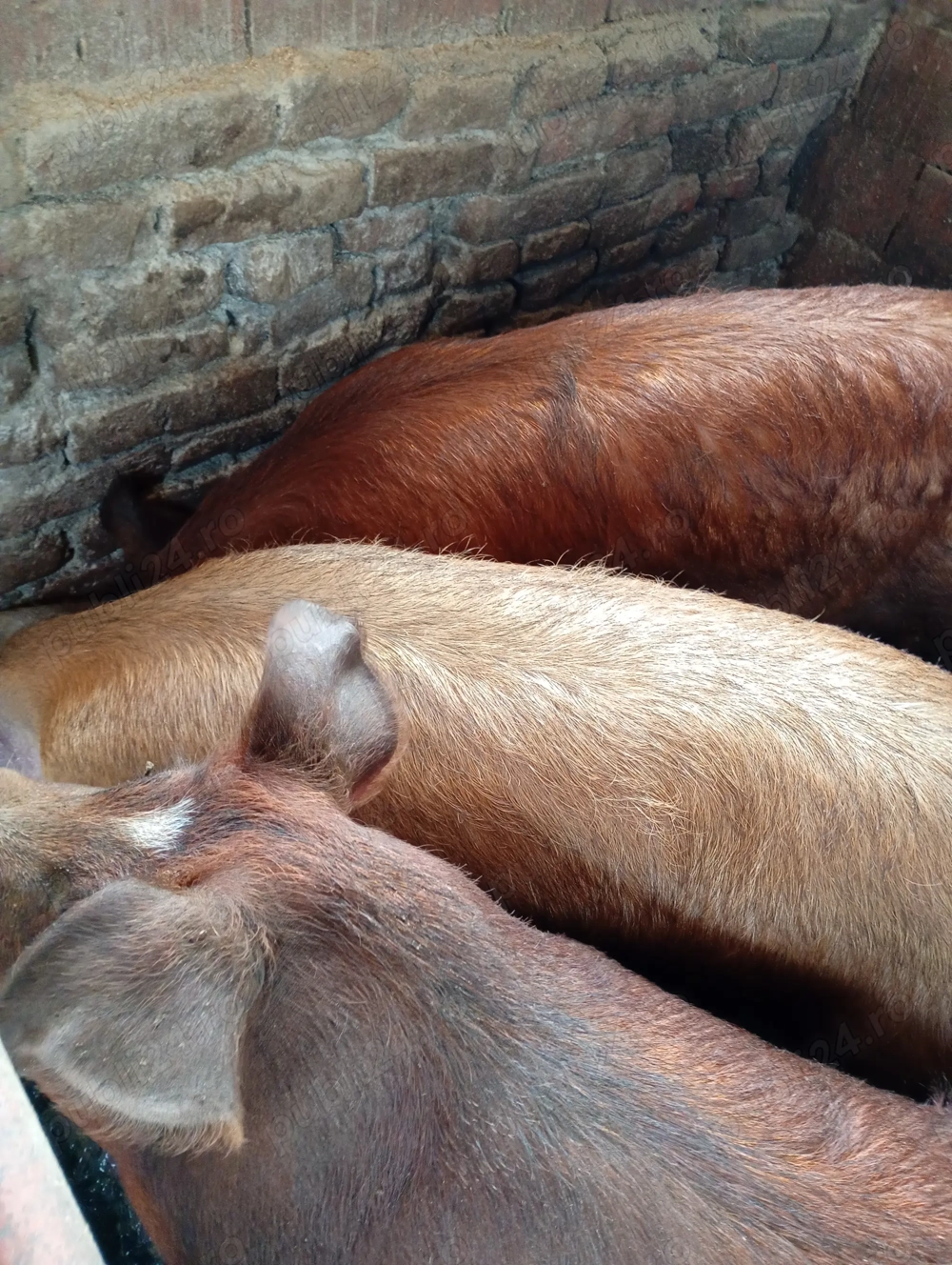Vând porci de carne cu greutatea 170-190 kg