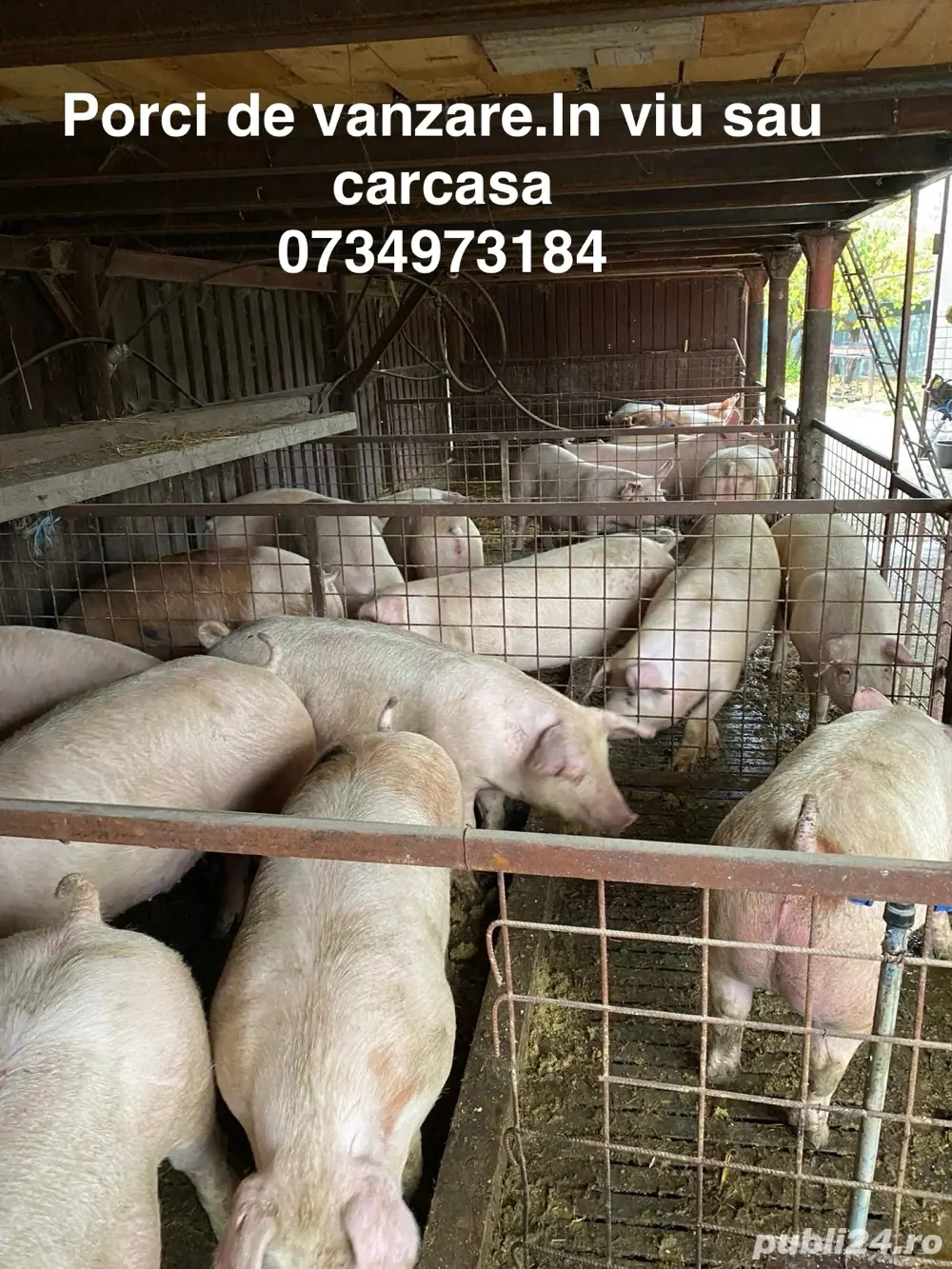 Porci crescuti natural,Purcei si Vitele 