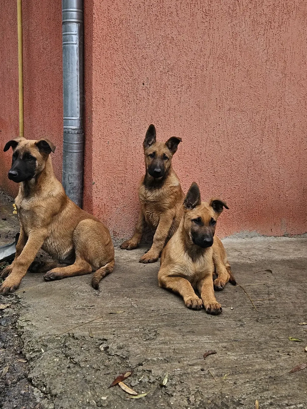 Ciobanesc belgian malinoi