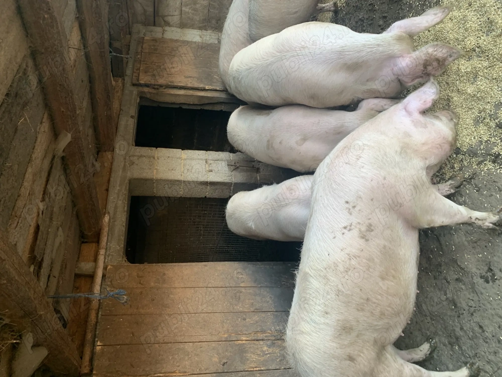 Vând porci 15 lei kg