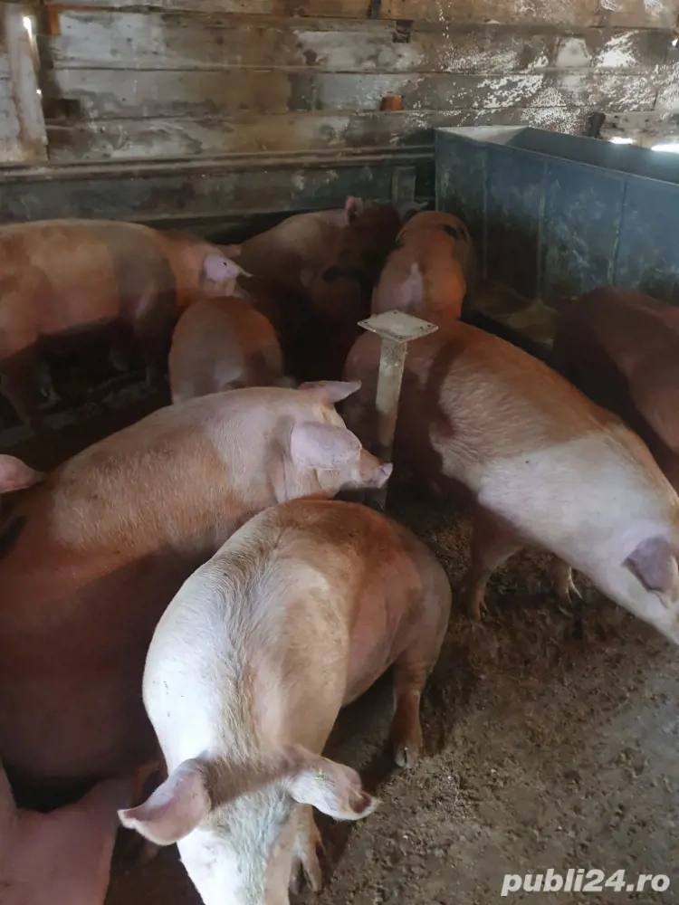 100 -170 kg 12 ron kg 