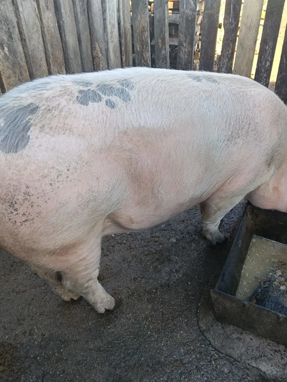 porc pietran cu landrace