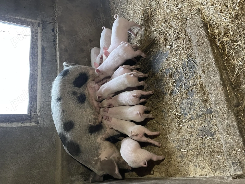 Vind purcei de 6 saptamani in 20 noiembrie