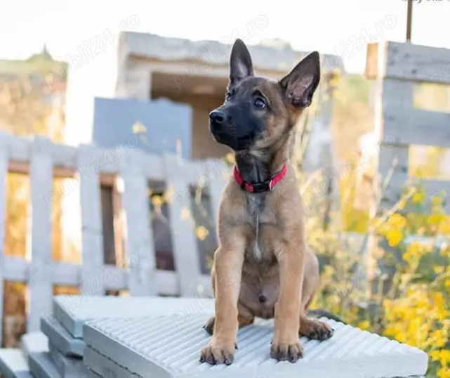 Ciobănesc Belgian de Malinois - Pui de Calitate, Livrare Auto 