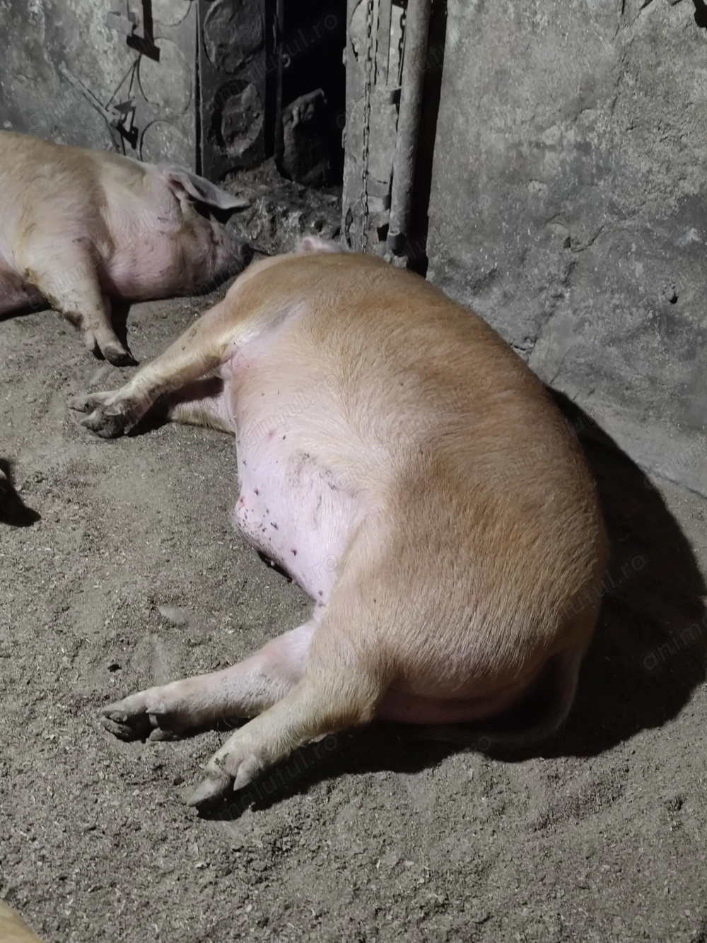 Porci de gospodărie.