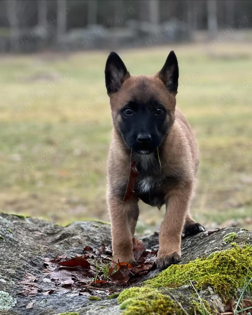 Ciobănesc Belgian de Malinois - Pui Selectati, Standard Ridicat 