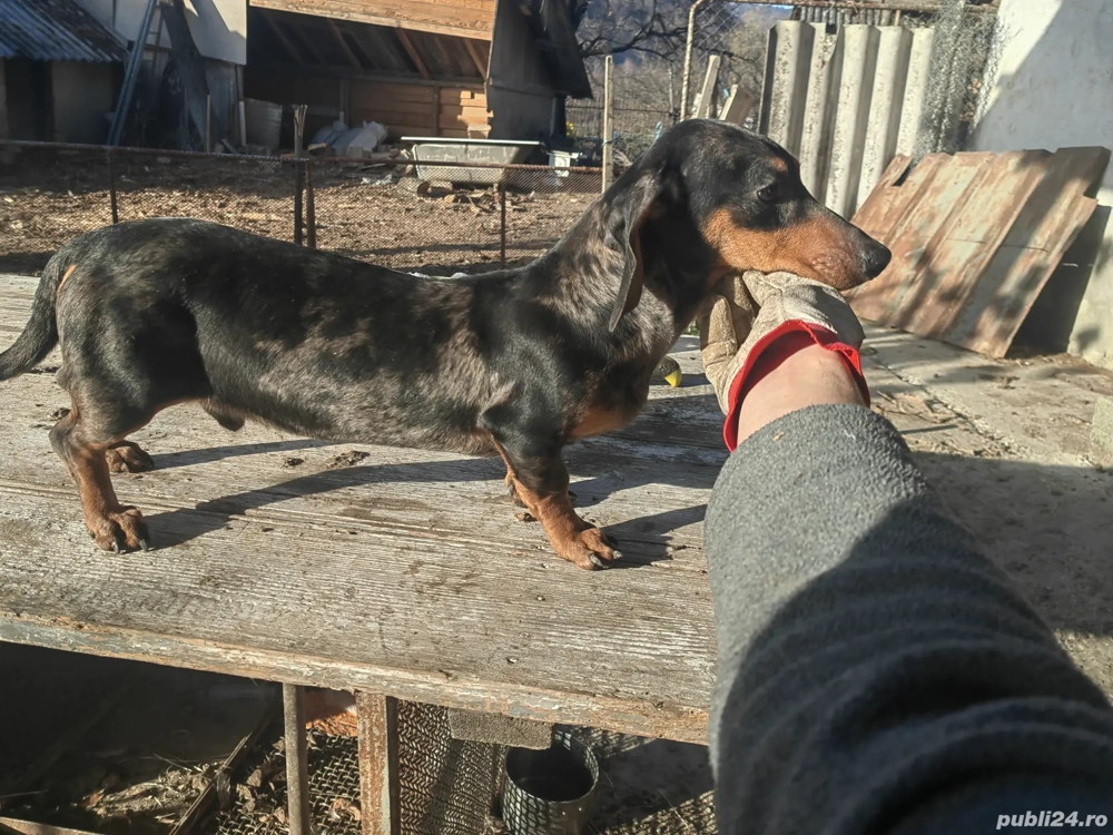 Mascul teckel 6 luni