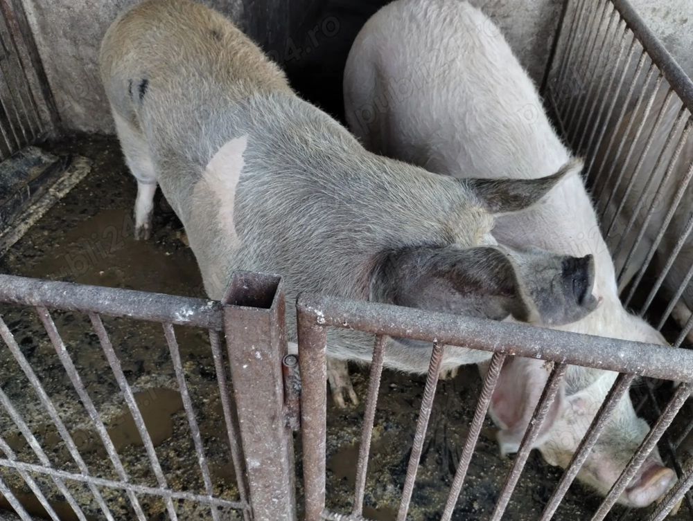 Vând porci de sacrificat