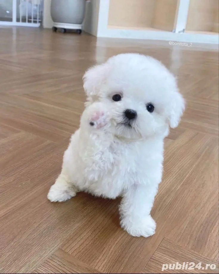 bichon maltez mini toy 