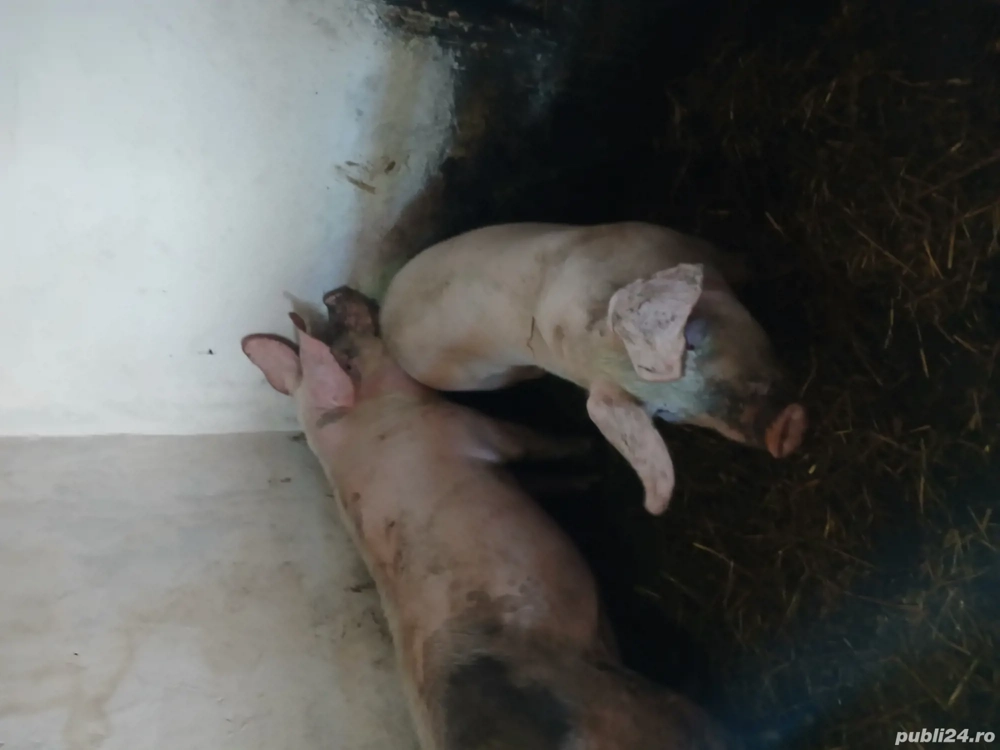 porc de vânzare crescut bio. 