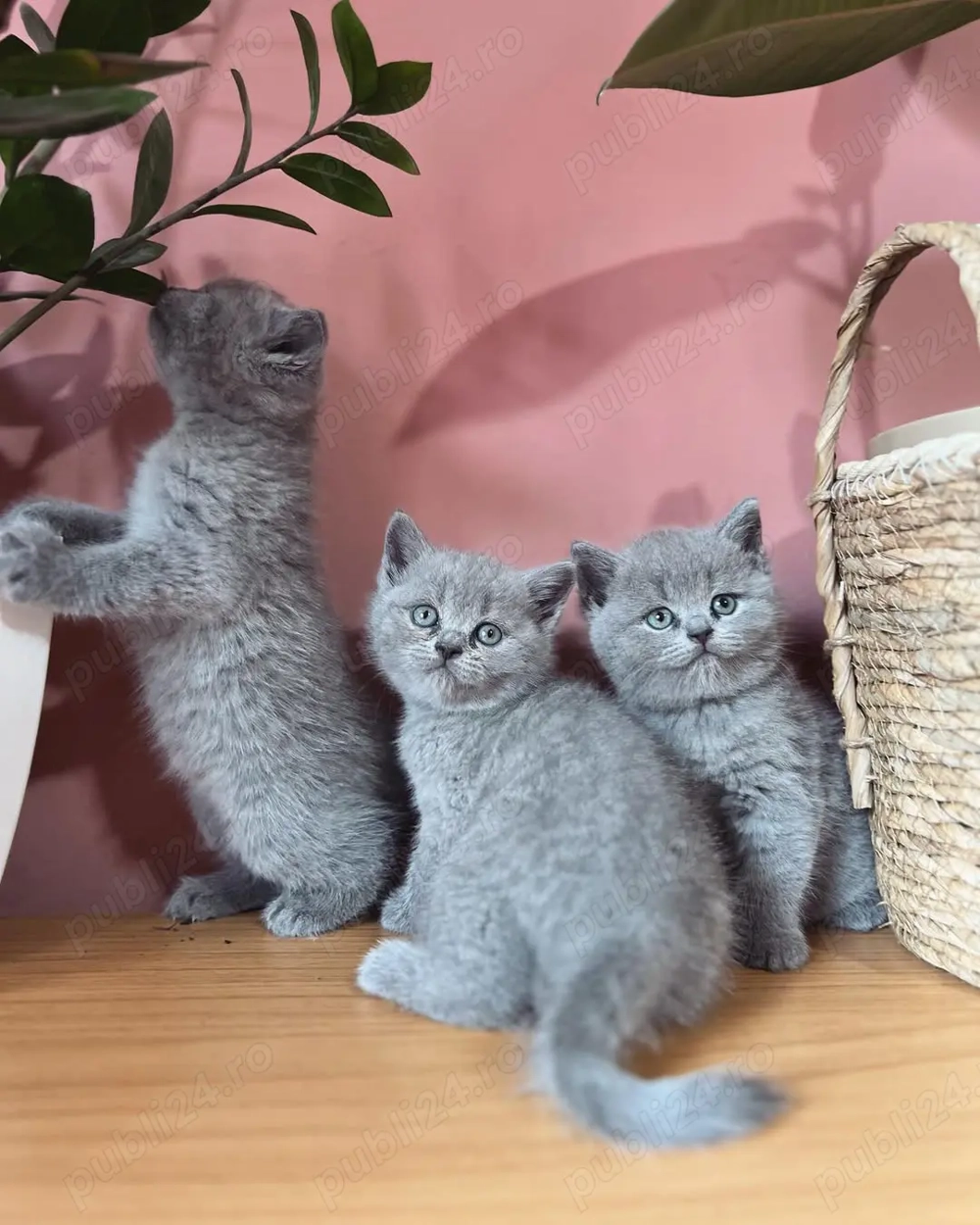 British Shorthair - Pui Premium, Socializati, Dezvoltați Corect 