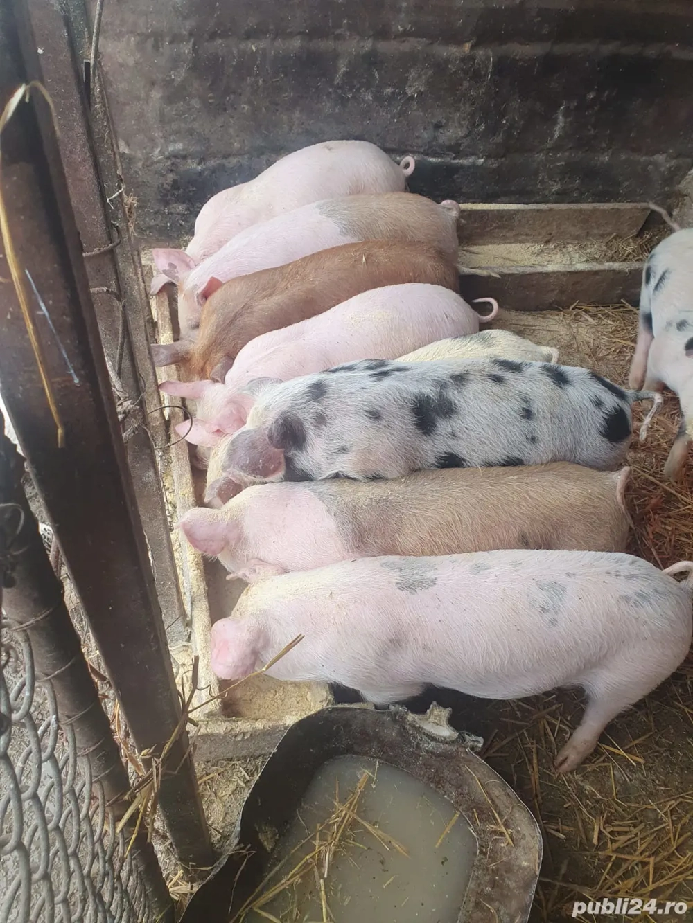 vând purcei 11 săptămâni 