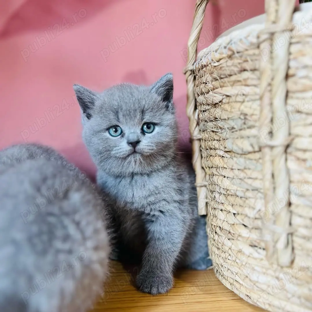 British Shorthair - Pui Premium, Socializati, Dezvoltați Corect 