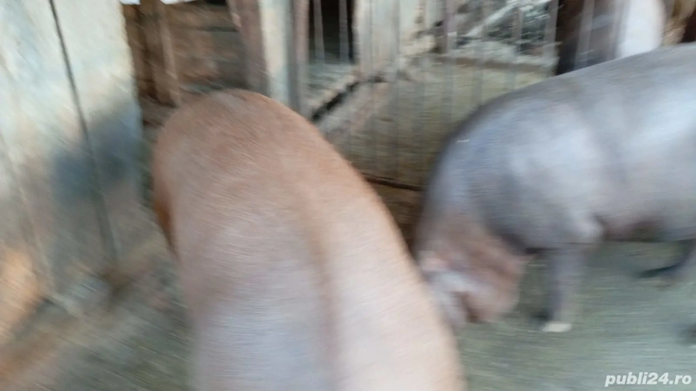 vand porc pentru sacrificare 