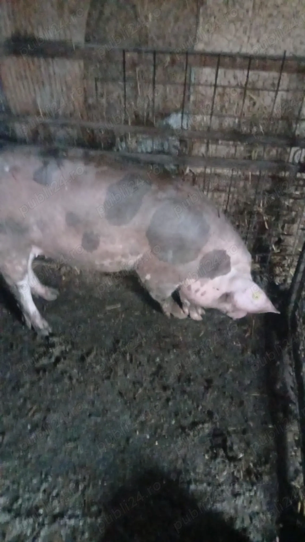 Vând purcea pietrain 