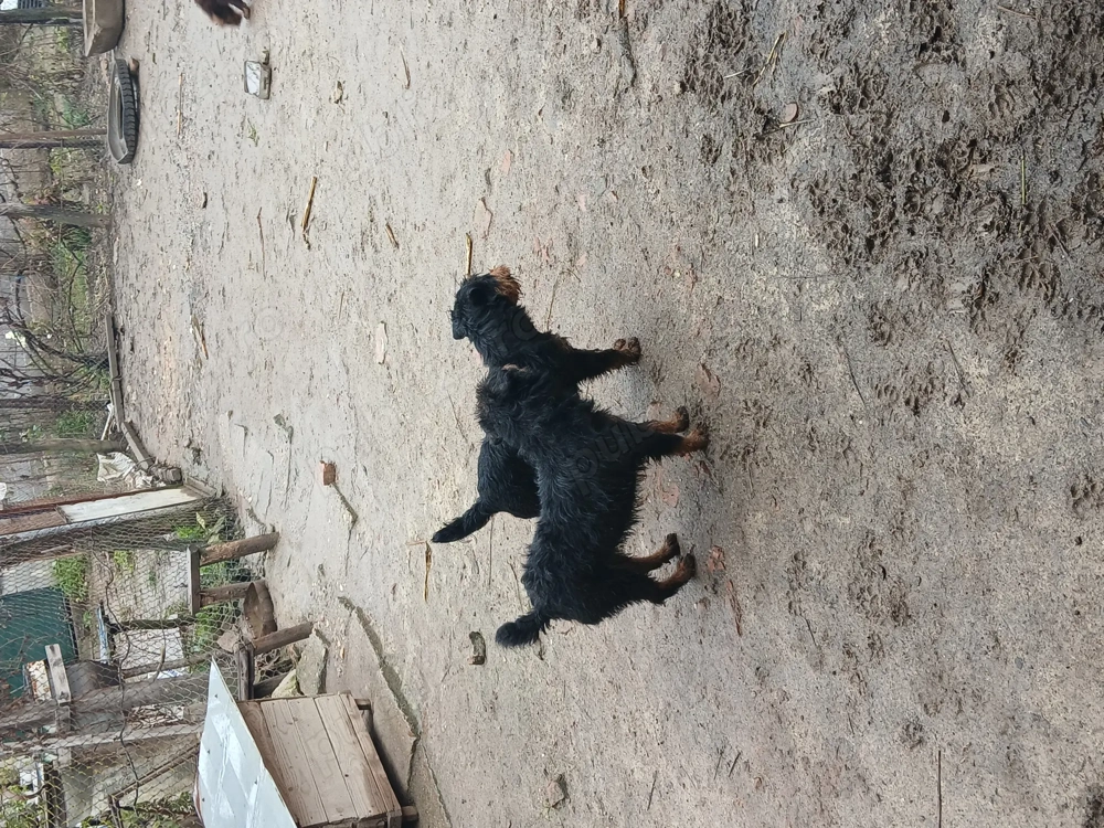 Disponibile 2 femele jagdterrier 