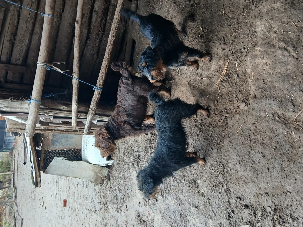 Vând  2 femele jagdterrier 