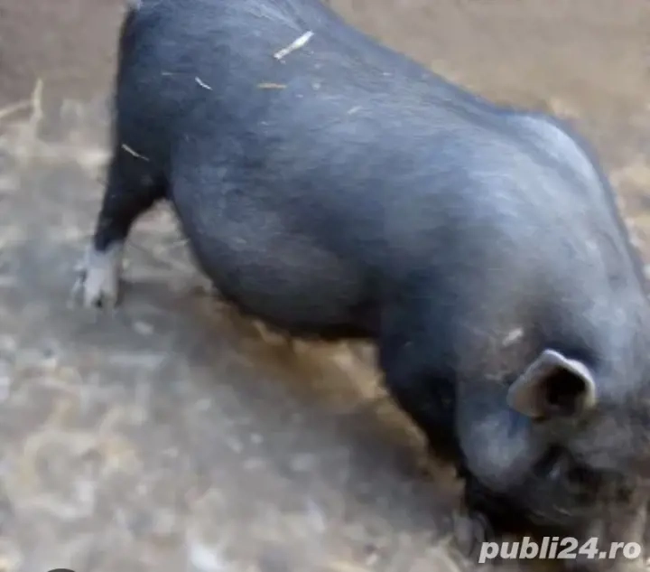 Purcel Vietnamez Craciun