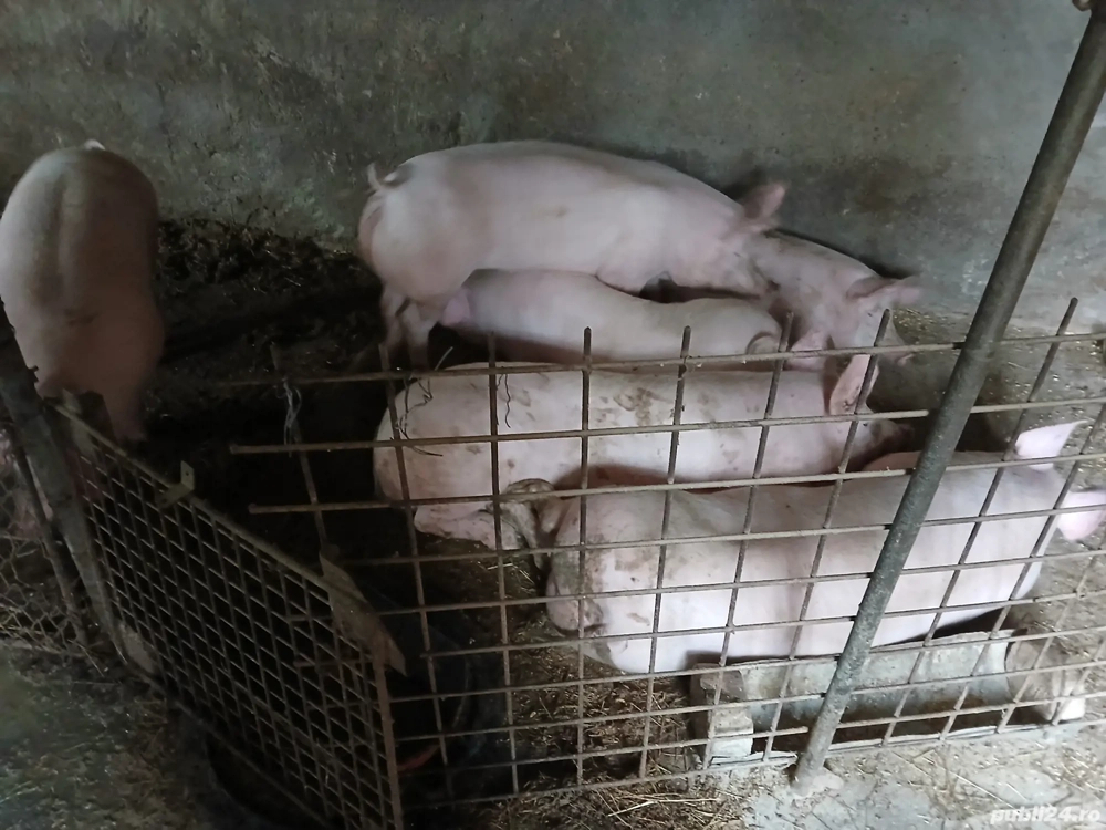 Vand porci de Craciun