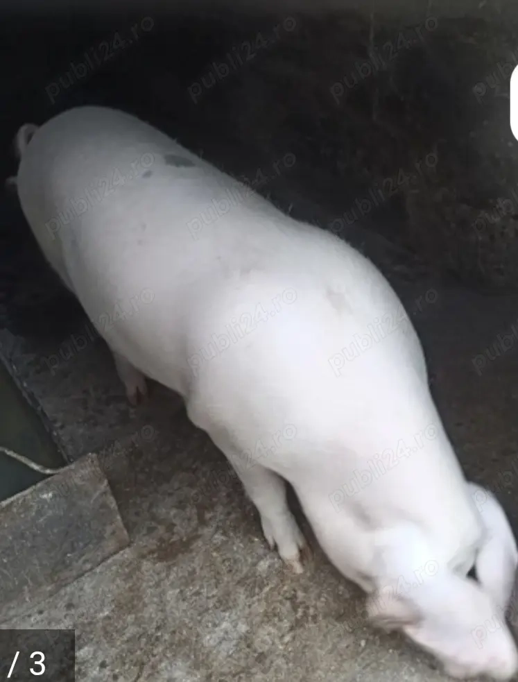 Vând porc crescut bio!!