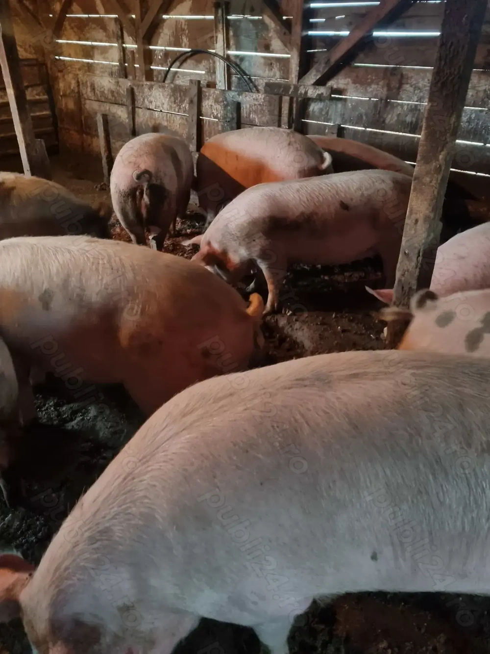 Porci crescuti in gospodarie (romanesti)