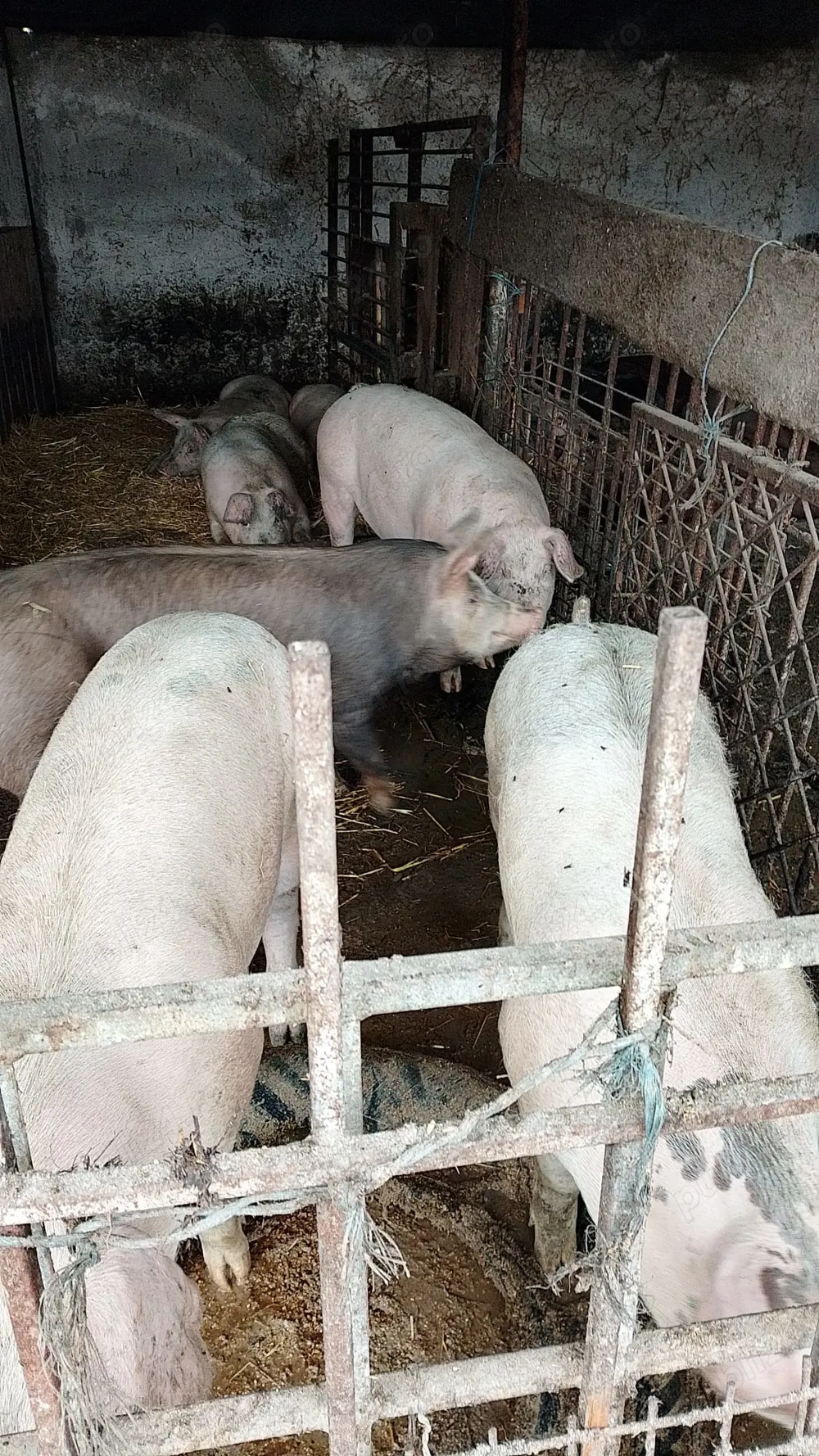 Porci de vânzare 