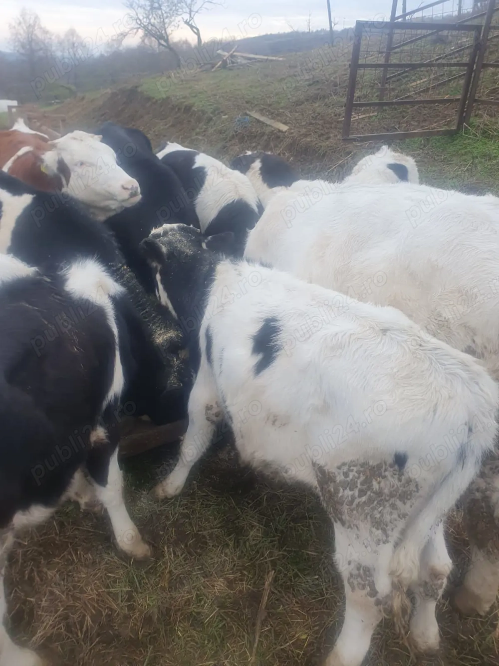 Vand vitei viu sau sacrificat 