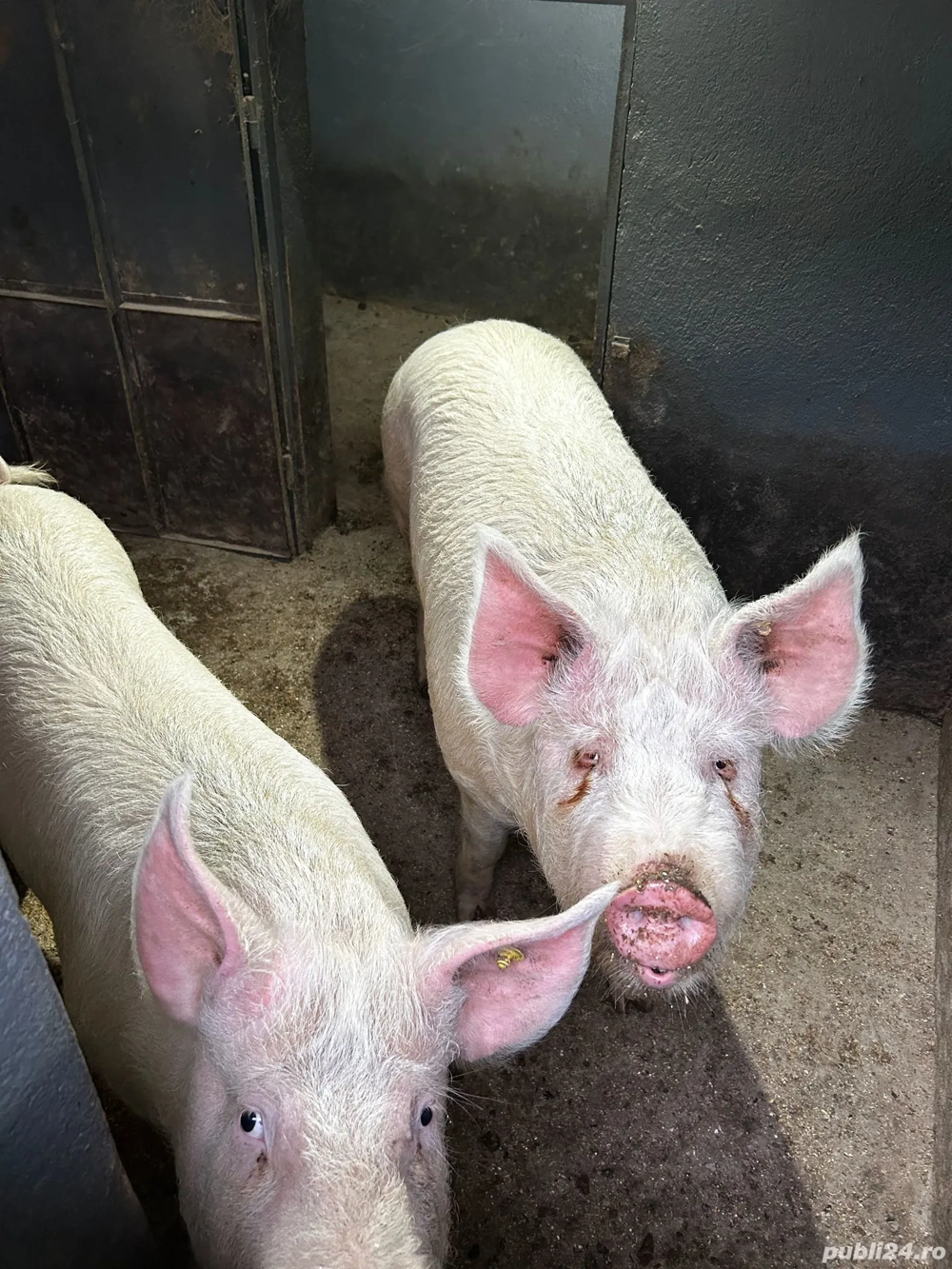 De vanzare 2 porci grasi