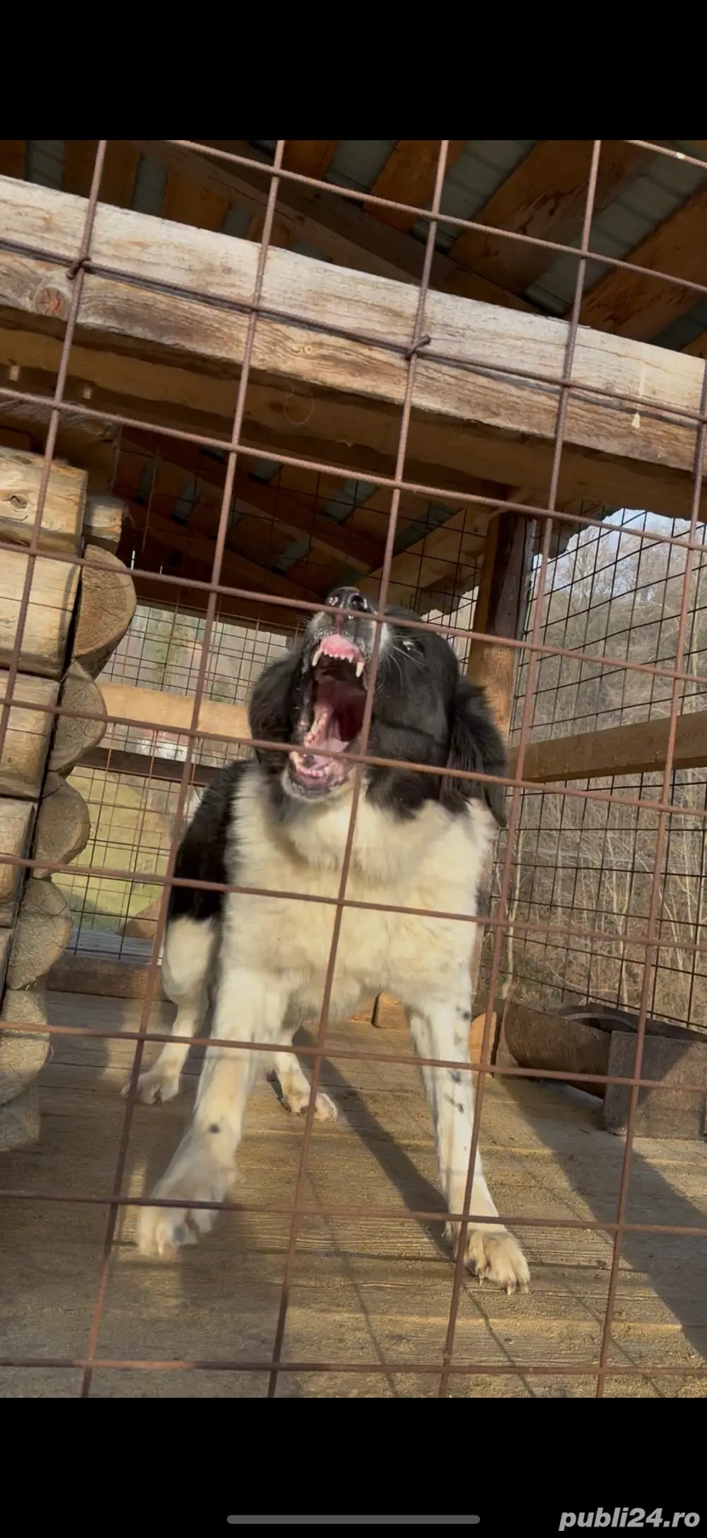 Femela ciobanesc de bucovina 