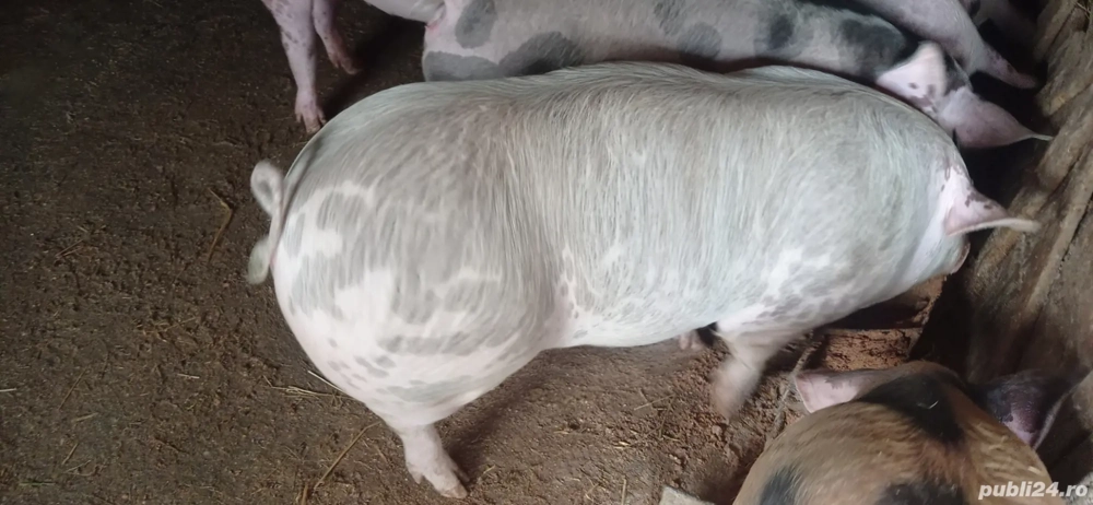 De vânzare 1 vier și două scrofițe pietran