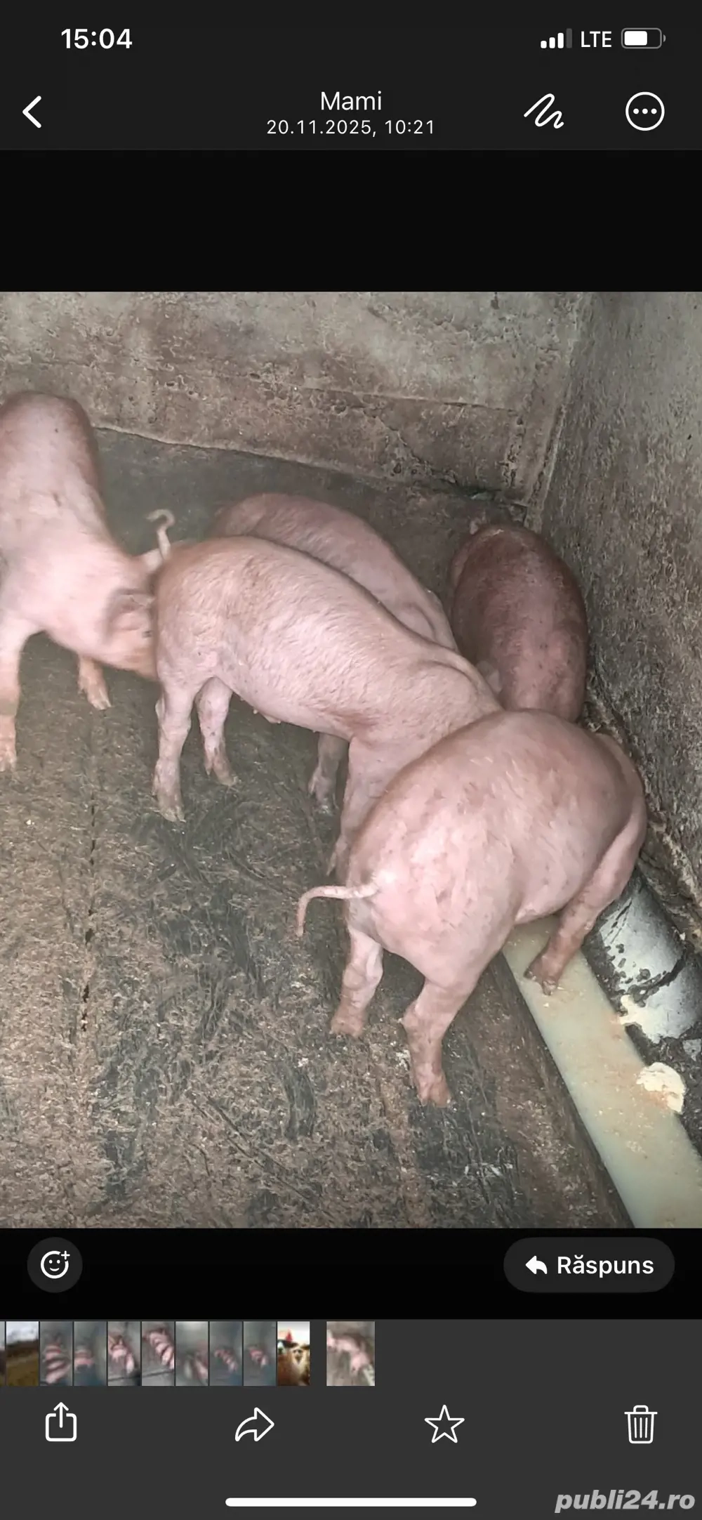 purcei duroc 9 saptamani 