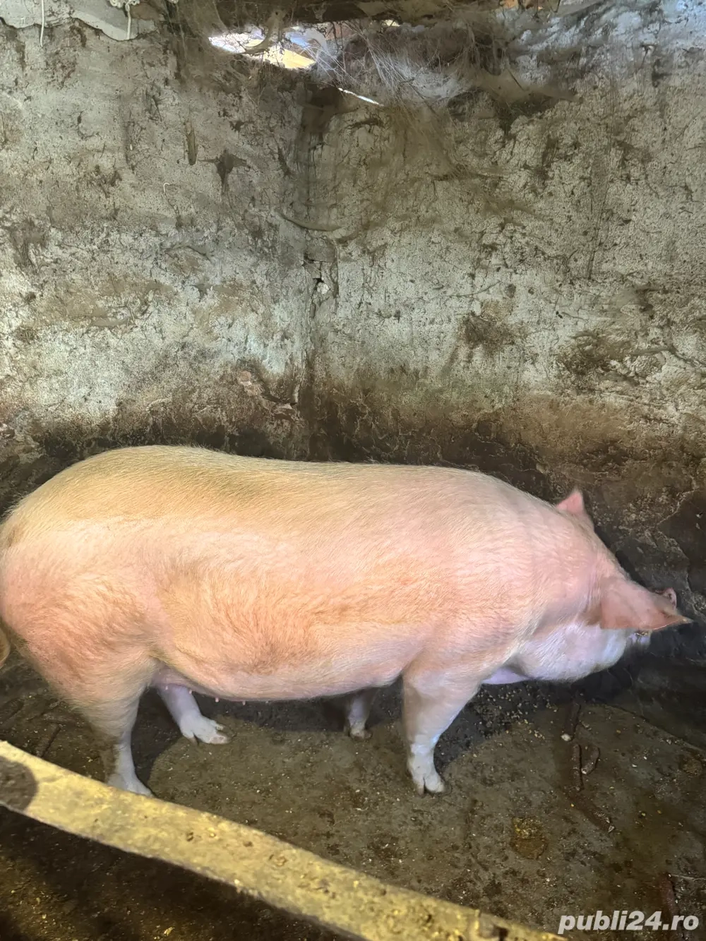    Vând porci pentru Crăciun   scroafă + scrofițe + masculi (gama 100 230+ kg)