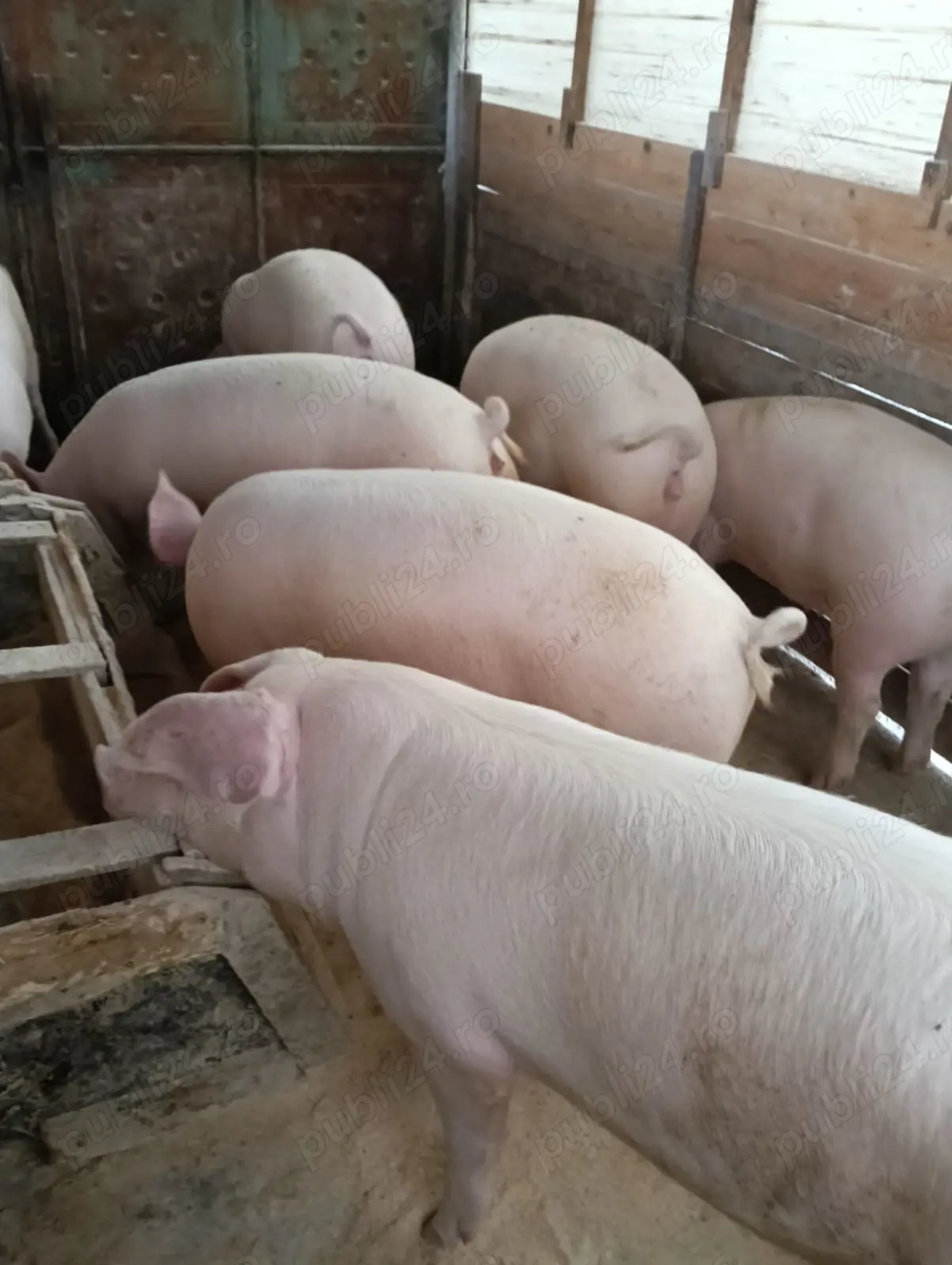  V nd porc pentru sacrificat!!!