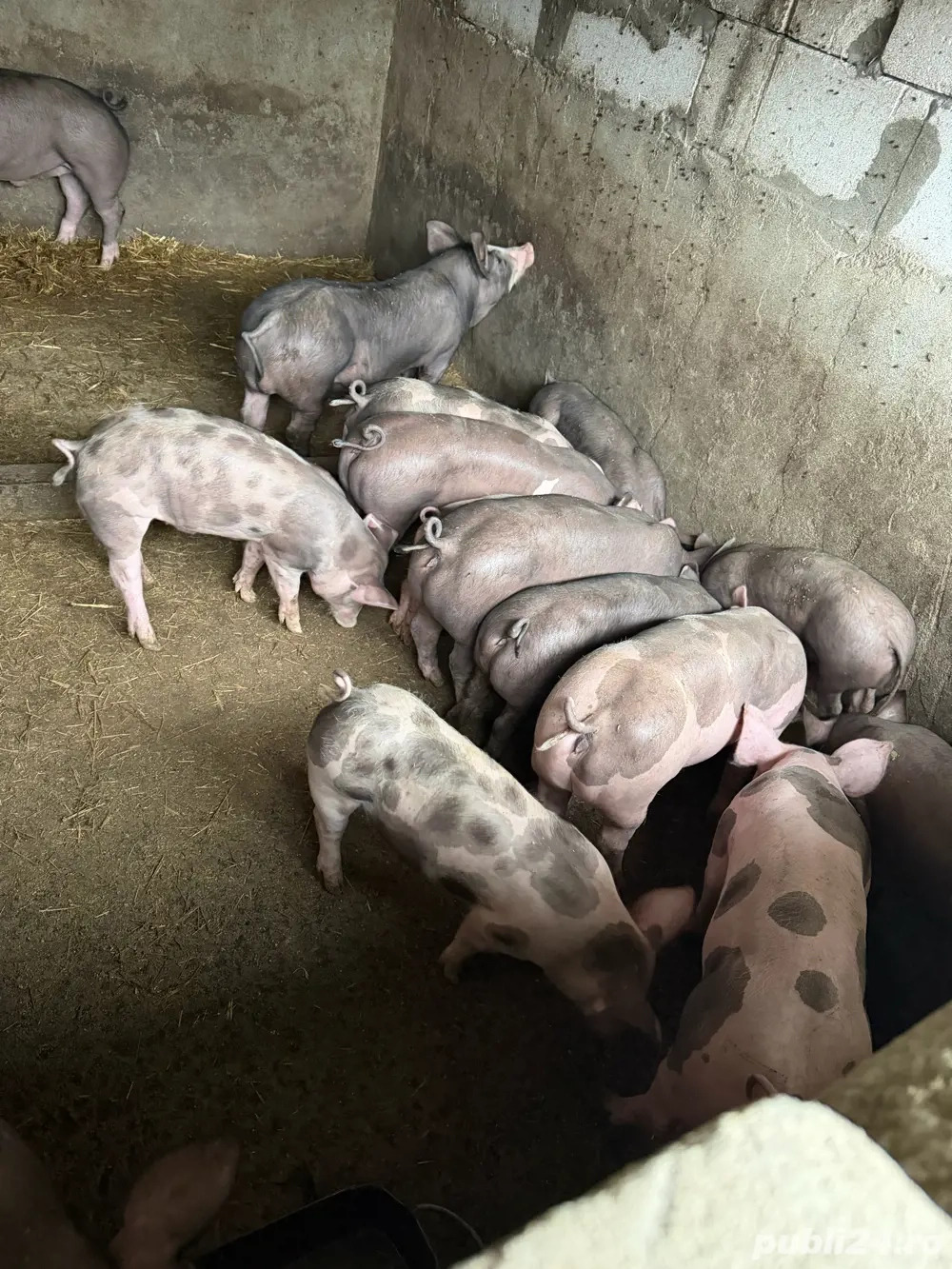 purcei pietrain belgian