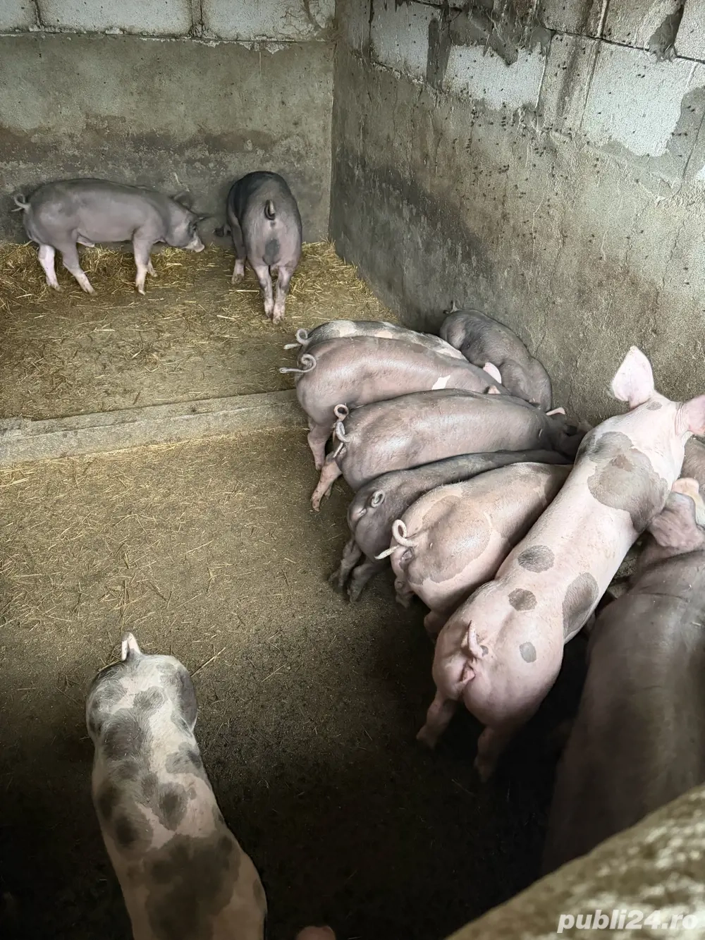 purcei pietrain belgian!