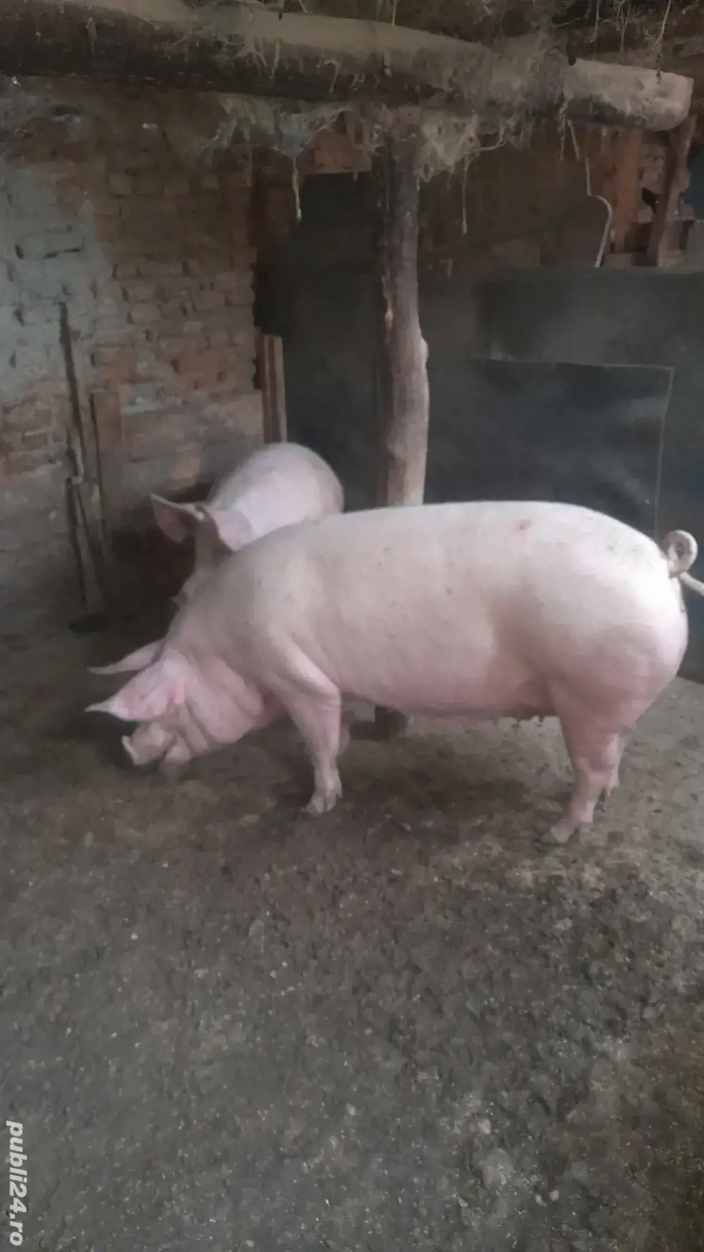 De vânzare porci mari 
