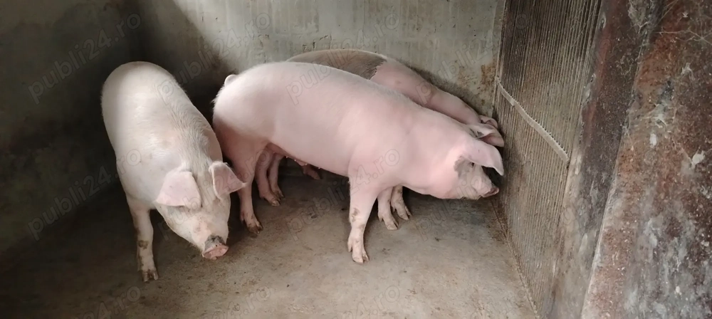 Porci de vânzare! 