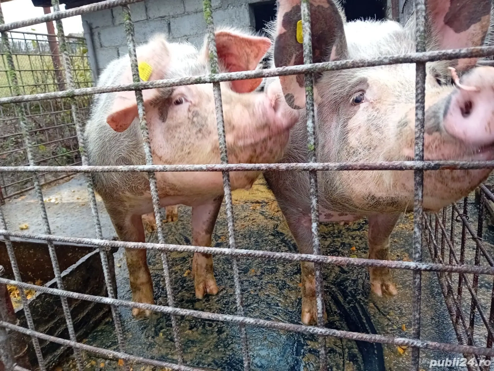 Porc de carne , 3000Ron Buc , crescut natural