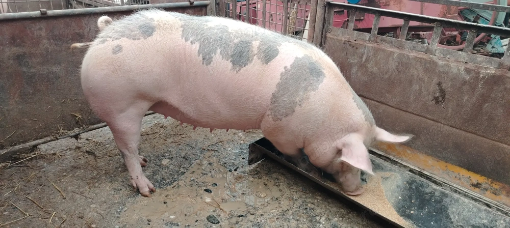 Scroafa gestanta pietran